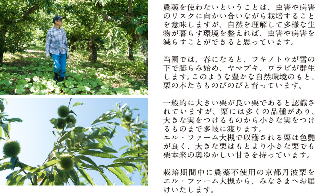 農薬を使わないということは、虫害や病害のリスクに向かい合いながら栽培することを意味しますが、自然を理解して多様な生物が暮らす環境を整えれば、虫害や病害を減らすことができると思っています。 当園では、春になると、フキノトウが雪の下で膨らみ始め、ヤマブキ、ワラビが群生します。このような豊かな自然環境のもと、栗の木たちものびのびと育っています。 一般的に大きい栗が良い栗であると認識されていますが、栗には多くの品種があり、大きな実をつけるものから小さな実をつけるものまで多岐に渡ります。 エル・ファーム大槻で収穫される栗は色艶が良く、大きな栗はもとより小さな栗でも栗本来の奥ゆかしい甘さを持っています。 栽培期間中に農薬不使用の京都丹波栗をエル・ファーム大槻から、みなさまへお届けいたします。