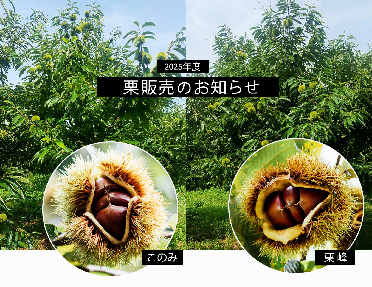 2025年度栗販売